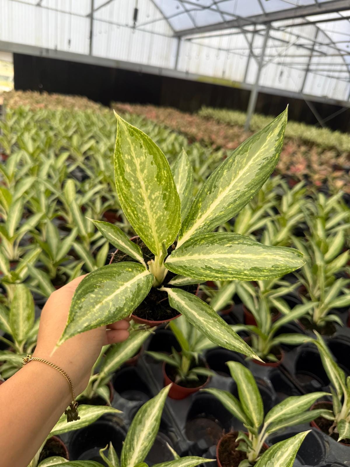 4" Aglaonema White Rain